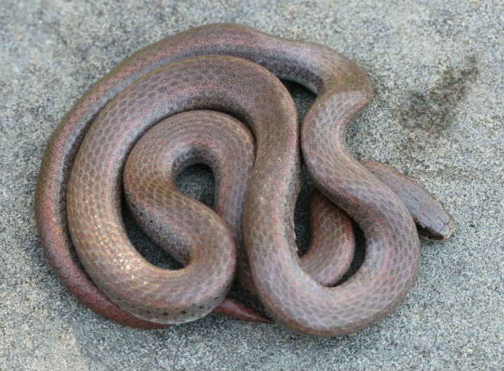 Sharptail Snake